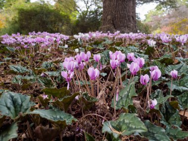 Vahşi Siklamen (Persicum) tam Bloom
