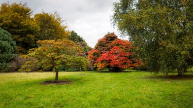 Japonca akçaağaç (Acer palmatum) sonbahar renkleri