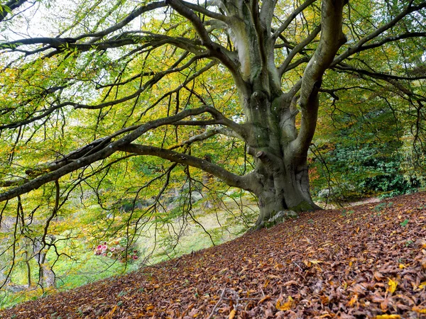 Pandorabaum im Herbst beschneiden — Stockfoto