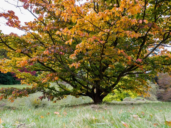 Prunus Pandora Tree in Autumn — Stock Photo, Image