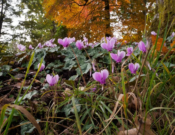 Wild Cyclamen (perský) v plném květu — Stock fotografie