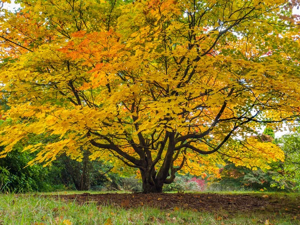 Acer soccharinum Baum im Herbst — Stockfoto
