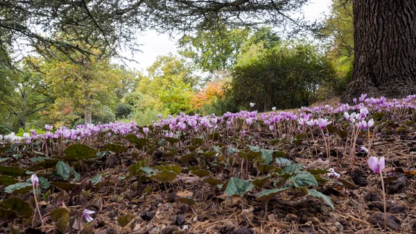 Wild Cyclamen (Persicum) in full bloom — Stock Photo, Image