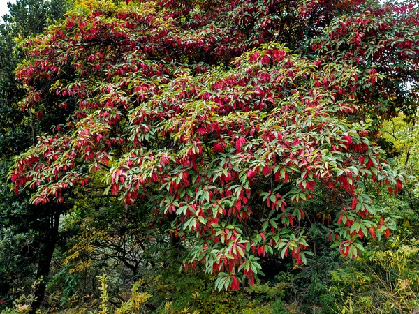 Photinia davidiana Hojas que se vuelven rojas —  Fotos de Stock