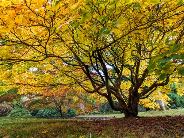 Acer Soccharinum drzewa jesienią — Zdjęcie stockowe