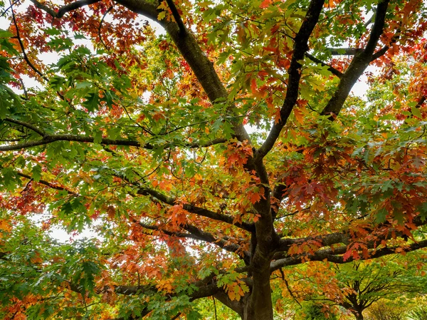 Red Oak Tree (Querus rubra) — Stockfoto