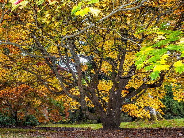 가을이 서 Soccharinum 트리 — 스톡 사진