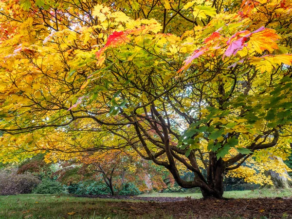 Acer Soccharinum Arbre en automne — Photo