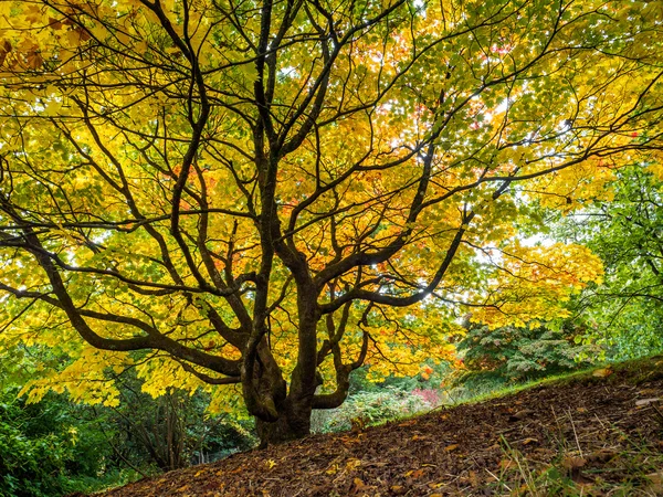 Acer Soccharinum Tree en otoño — Foto de Stock
