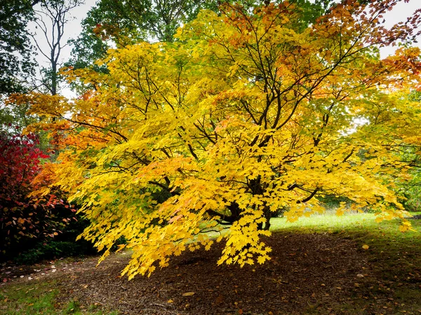 Acer Soccharinum puu syksyllä — kuvapankkivalokuva