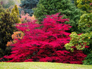 Japonca akçaağaç (Acer palmatum) sonbahar renkleri