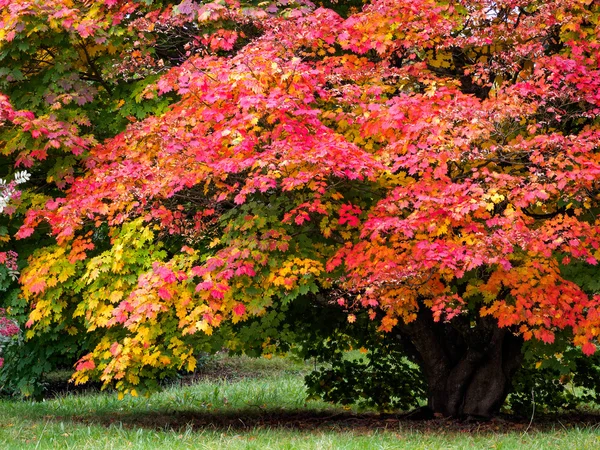 Acero giapponese (Acer palmatum) nei colori autunnali — Foto Stock