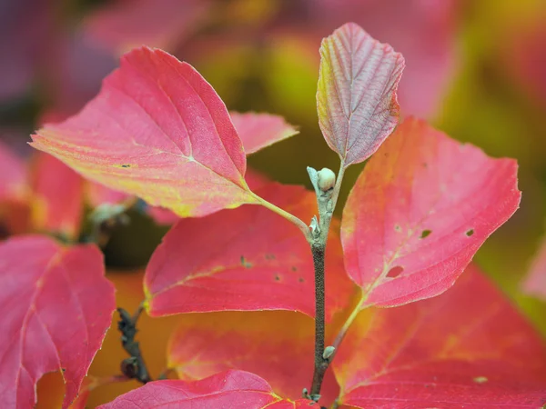 Alder Tree Leaves Changing Colour in Autumn — Stock Photo, Image