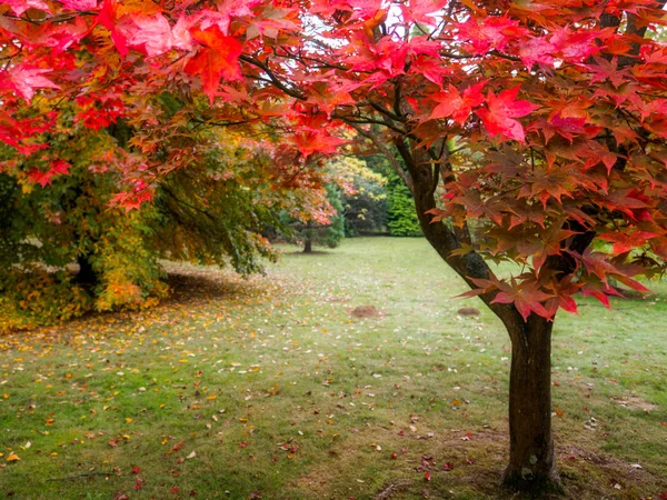 Foglie dell'albero Acer Cambiare colore in autunno — Foto Stock