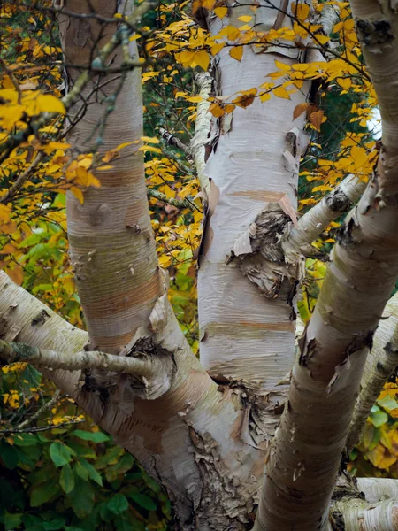 Obieranie Kora brzozowego drzewa jesienią — Zdjęcie stockowe