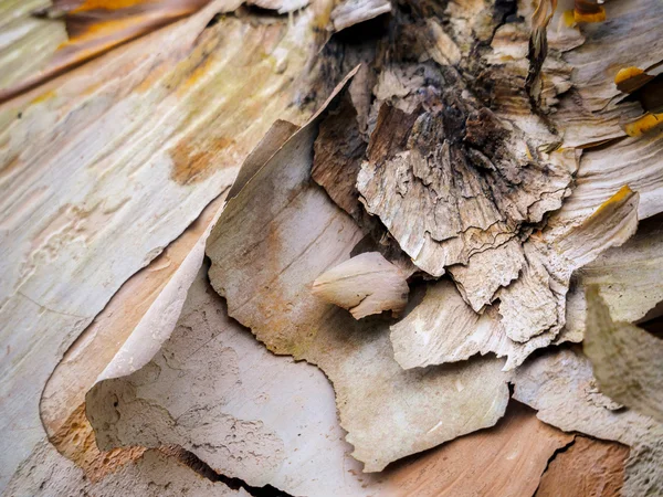 Casca de Descascamento de uma Bétula no Outono — Fotografia de Stock