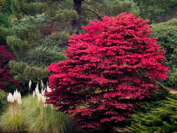 Acer Tree Leaves Changing Colour in Autumn — Stock Photo, Image