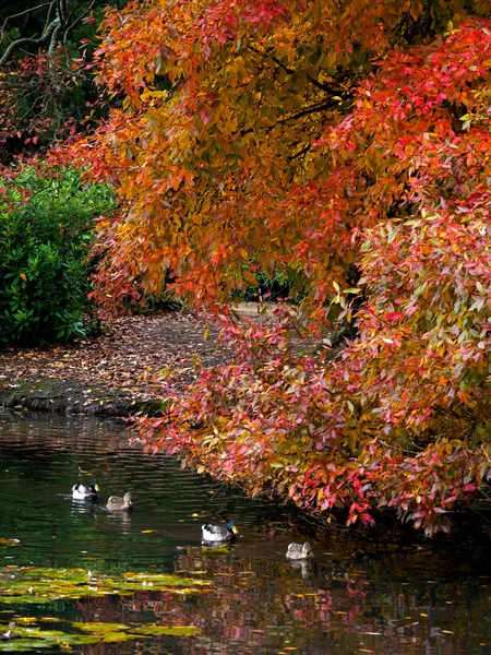 Mallards y hojas de árboles cambian de color en otoño — Foto de Stock