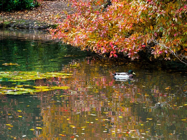 Mallard e Árvore Folhas mudando de cor no outono — Fotografia de Stock