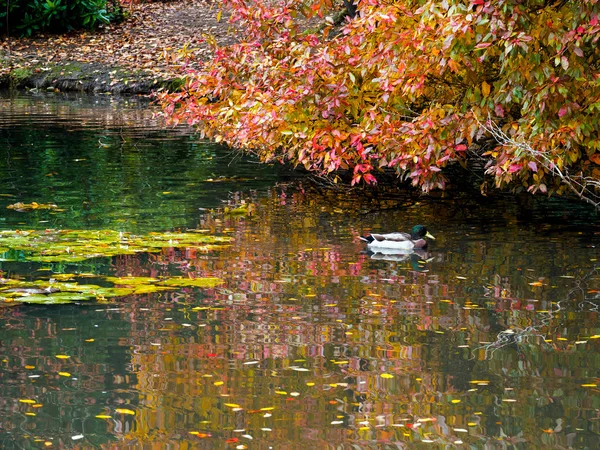 Stockente und Laub verfärben sich im Herbst — Stockfoto