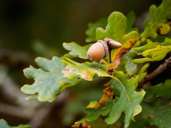 Acorn op een eik-Ready to Drop — Stockfoto