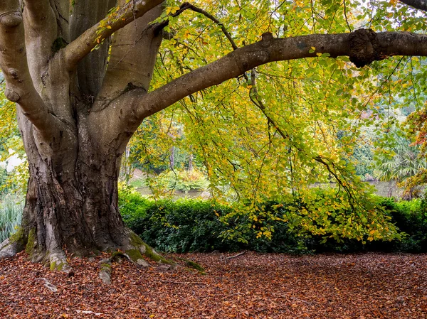 Las hojas de los árboles cambian de color en otoño — Foto de Stock