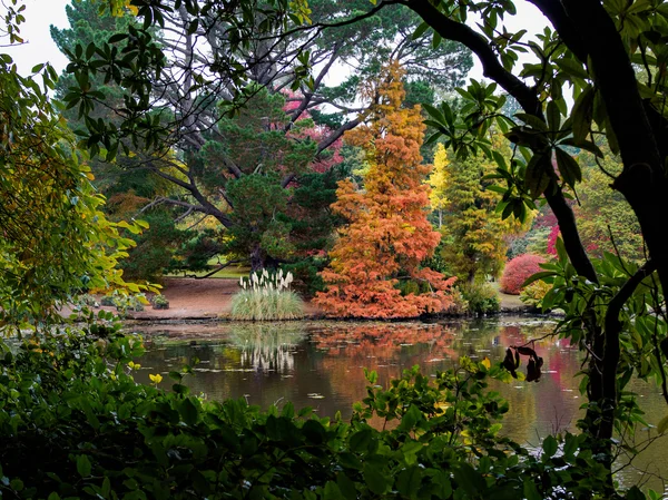 Las hojas de los árboles cambian de color en otoño — Foto de Stock