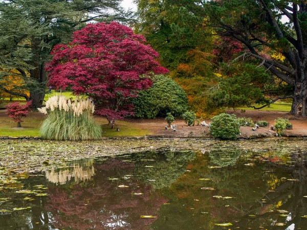 Ağaç yaprakları sonbaharda renk değiştirme — Stok fotoğraf