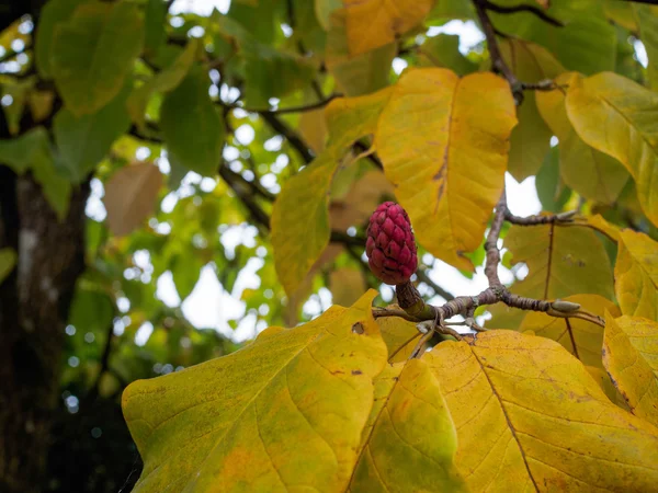 Red Flower Bud on a Magnolia Tree in Autumn — Stock Photo, Image