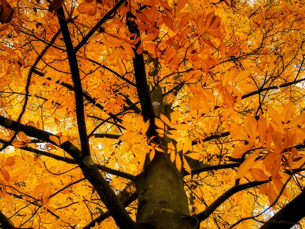 Carya Cordiformis boom laat veranderen van kleur in de herfst — Stockfoto