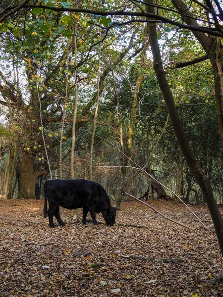 El pastoreo de vacas para las bellotas en el bosque Ashdown —  Fotos de Stock