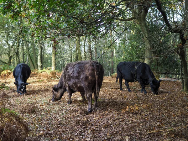 Mucche al pascolo per ghiande nella foresta di Ashdown — Foto Stock