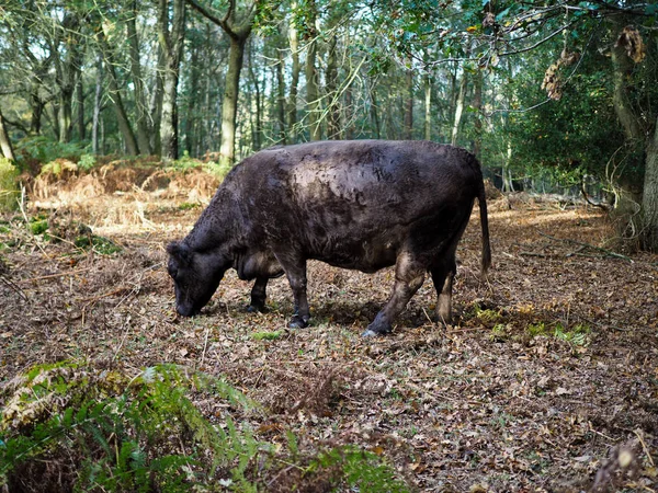 Pascolo di mucca per ghiande nella foresta di Ashdown — Foto Stock