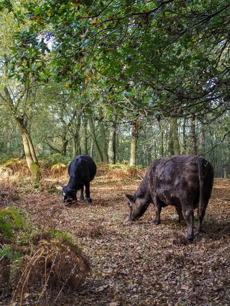 Mucche al pascolo per ghiande nella foresta di Ashdown — Foto Stock