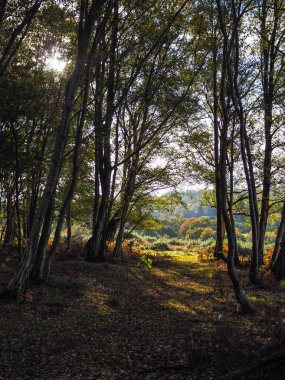 Sussex Ashdown ormanda doğal görünümünü