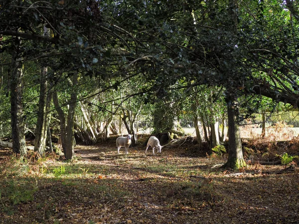 Pecore vaganti nella foresta di Ashdown — Foto Stock