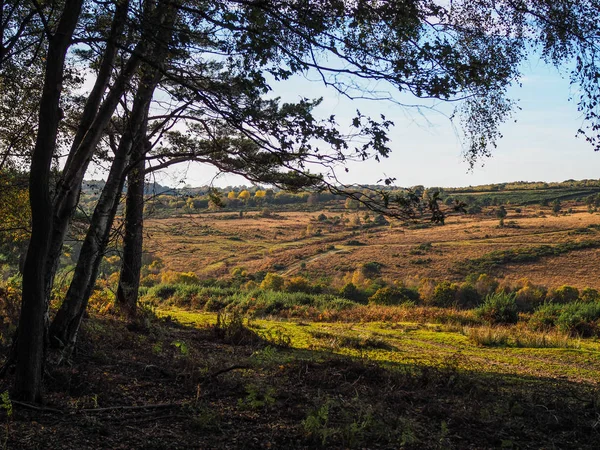 Vacker utsikt över skogen Ashdown i Sussex — Stockfoto