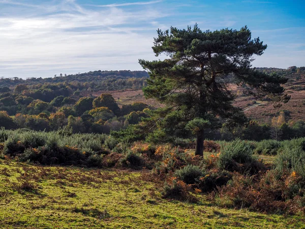 Sussex Ashdown ormanda doğal görünümünü — Stok fotoğraf