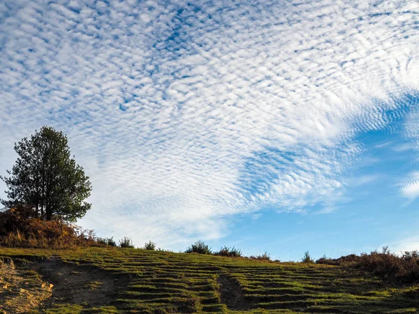 Schilderachtig uitzicht op de Ashdown Forest in Sussex — Stockfoto