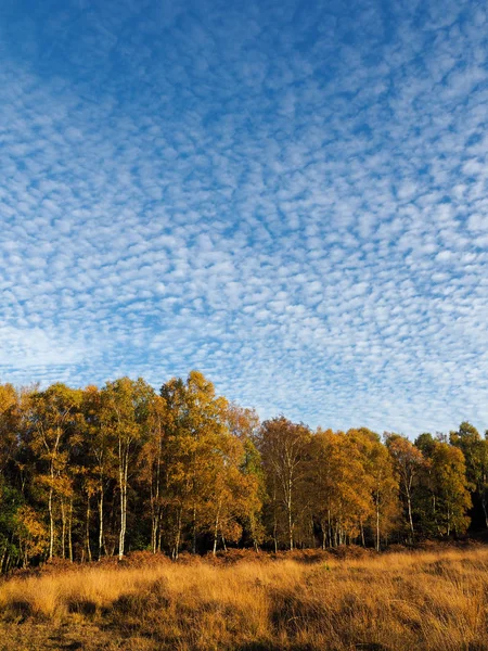 Vista panoramica della foresta di Ashdown nel Sussex — Foto Stock