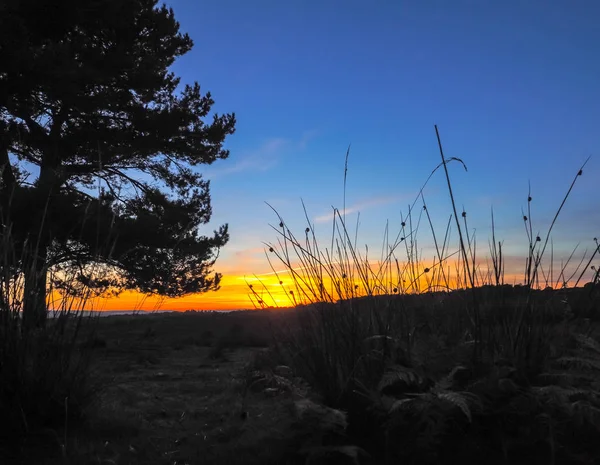 Pôr do sol sobre a floresta Ashdown em Sussex — Fotografia de Stock