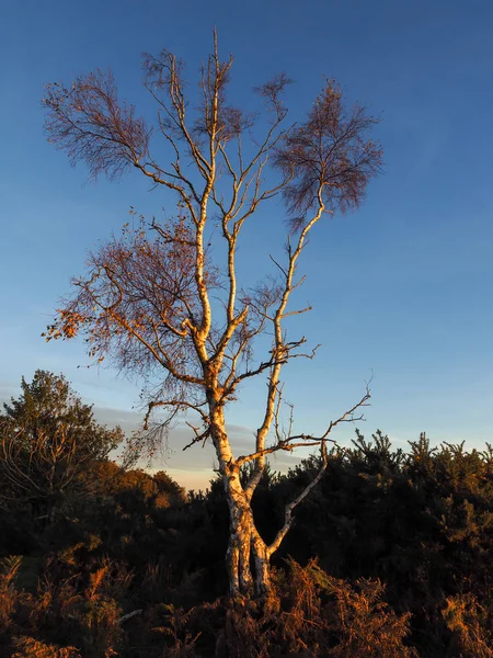 Árvore de bétula de prata iluminada na floresta de Ashdown — Fotografia de Stock