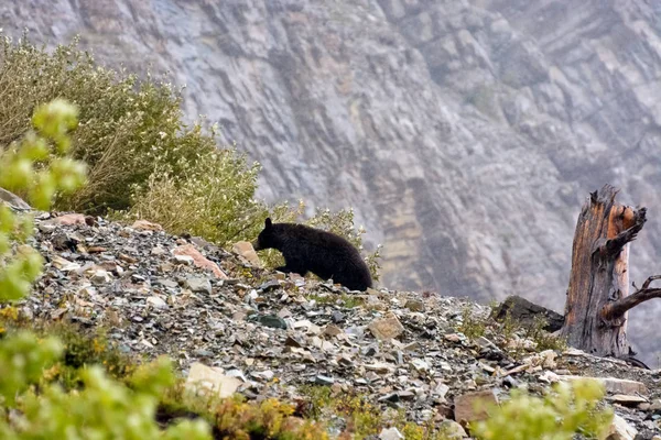 Beruang hitam Amerika (Ursus americanus ) — Stok Foto