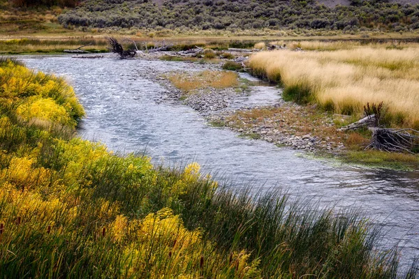 Bulrush común (Typha latifolia) a lo largo del río Yellowstone — Foto de Stock