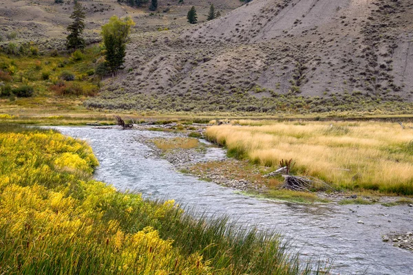 Yellowstone Nehri boyunca ortak Bulrush (Typha latifolia) — Stok fotoğraf