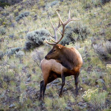 Geyik veya Wapiti (Cervus canadensis)