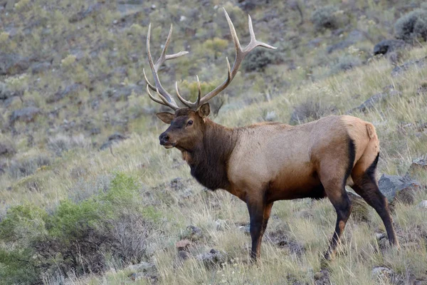 麋鹿或Wapiti (Cervus canadensis)) — 图库照片