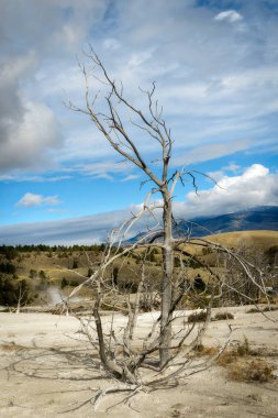 Mammoth Kaplıcalarında Ölü Ağaç