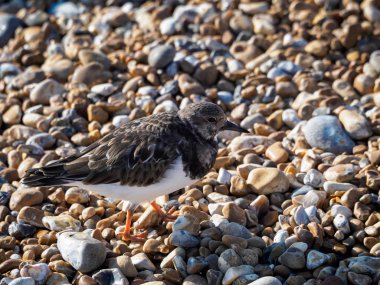 Hastings'de sahilde kırmızı Turnstone (Arenaria interpres)