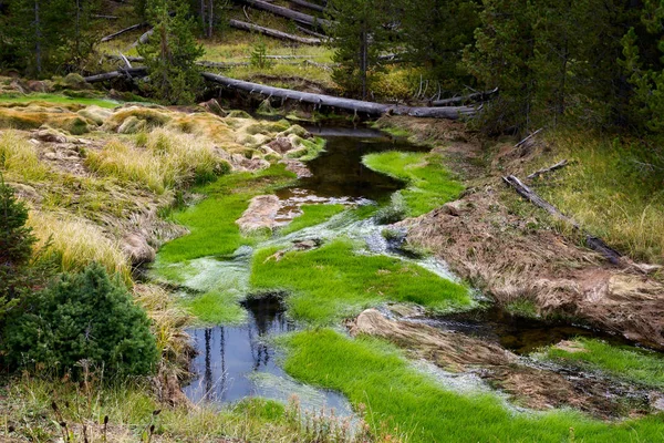 Pulzující zelený růst v potoce v Yellowstone National Park — Stock fotografie